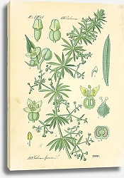 Постер Rubiaceae, Galium Aparine