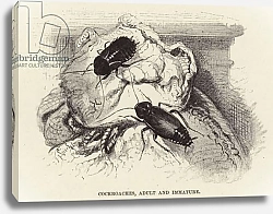 Постер Кухнерт Уильям Cockroaches, Adult and Immature