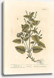 Постер Блэквелл Элизабет Французский Меркурий