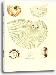 Постер Морские раковины 002