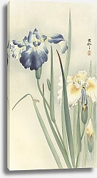 Постер Косон Охара Irises