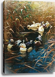 Постер Кестер Александр Утки в осенних камышах