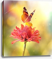 Постер Бабочка-монарх на розовом цветке в лучах солнца