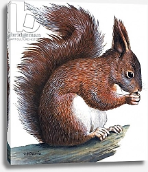 Постер Дэвис Р. (жив, дет) Red Squirrel