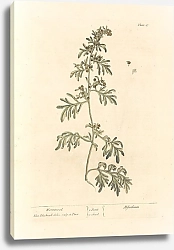 Постер Блэквелл Элизабет Полынь горькая