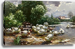 Постер Кестер Александр Enten am Dorfweiher