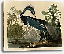 Постер Louisiana Heron