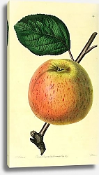 Постер Голландское маленькое яблоко