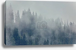 Постер Еловый лес в тумане