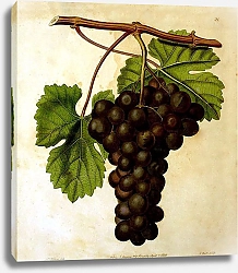 Постер Виноград Кембриджского ботанического сада