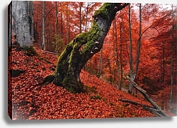 Постер Красный осенний лес