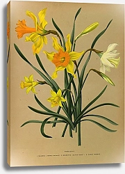 Постер Арендсен Арентина Нарцисс 3