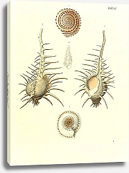 Постер Морские раковины 011