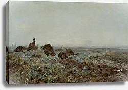 Постер Челмонский Юзеф Дрофы