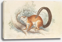 Постер Смит Чарльз Гамильтон Duvaucel's Squirrel