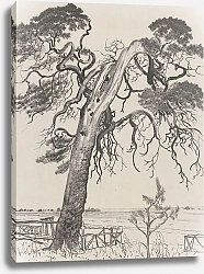 Постер Чолковский Леон Torn pine tree