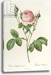 Постер Редюти Пьер Rosa Centifolia Carnea, from'Les Roses', 19th century