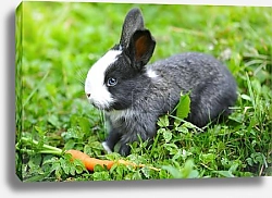 Постер Зайчонок с морковкой на траве