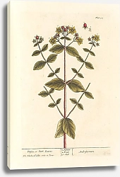 Постер Блэквелл Элизабет Листья тутсана или парка