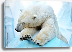 Постер Спящий на льдине белый медведь
