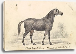 Постер Смит Чарльз Гамильтон Crisp-Haired Horse, Primeval Black Stock