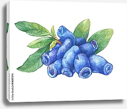 Постер Синие ягоды и листья жимолости