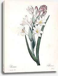 Постер Многолетнее растение Тубероза