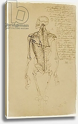 Постер Уорд Артур Drawing of a Man's Skeleton