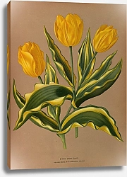 Постер Арендсен Арентина Одиночный ранний тюльпан Yellow Prince с пестрой листвой