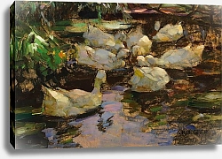 Постер Кестер Александр Утки в воде, без солнца