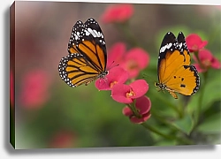 Постер Оранжевые бабочки на розовых цветках