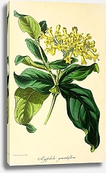 Постер Aegiphila Grandiflora