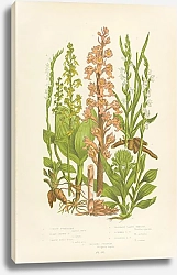 Постер Common Twayblade, Heart Leaved t., Common Birds Nest, Fragrant Lady's Tresses, Summer l.t., Drooping