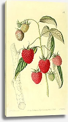 Постер Красная Антверпенская малина