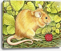 Постер Дитц (совр) The Raspberry-Mouse