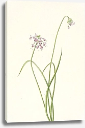 Постер Уолкотт Мари Nodding Onion. Allium cernuum