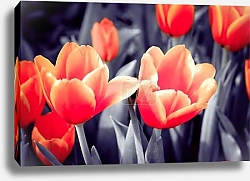 Постер Цветки ярко-красных тюльпанов