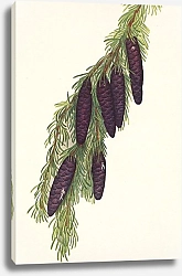 Постер Уолкотт Мари Горный болиголов. Psuga mertensiana