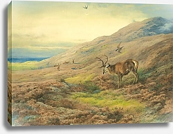 Постер Торнбурн Арчибальд (Бриджман) In The Highlands, Red Stag Mobbed By A Pair Of Peregrines