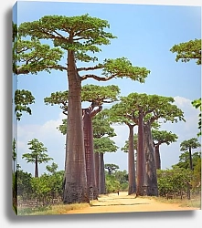 Постер Баобабы 2