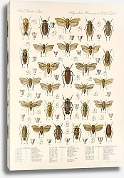 Постер Годман Фредерик Insecta Rhynchota Hemiptera-Homoptera Pl 36