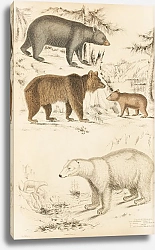 Постер Макгилливрей Уильям Bears