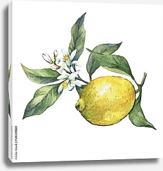 Постер Сочный лимон на ветке с цветами