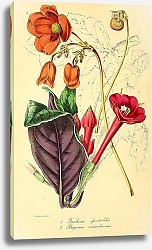 Постер Fuchsia spectabilis, Begonia cinnabarina