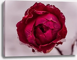 Постер Пурпурная роза в снегу