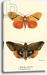 Постер Школа: Английская 19в. Butterflies 113
