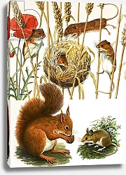 Постер Дэвис Р. (жив, дет) Field mice and nest, squirrel and long-tailed mouse