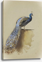 Постер Торнбурн Арчибальд (Бриджман) Peacock