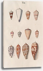 Постер Спаловский Иоганн Prodromus in systema historicum testaceorum Pl.03