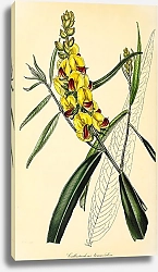 Постер Callistachys Longifolia 1